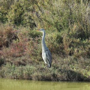 Photo sur Plexiglass