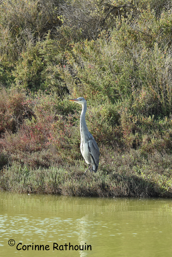 Héron cendré au bord de l'eau, Parc Georges Valbon de la Courneuve