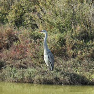 Héron cendré au bord de l'eau, Parc Georges Valbon de la Courneuve