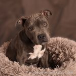 Bébé Staffy chocolat sur fond toilé, photo de studio,